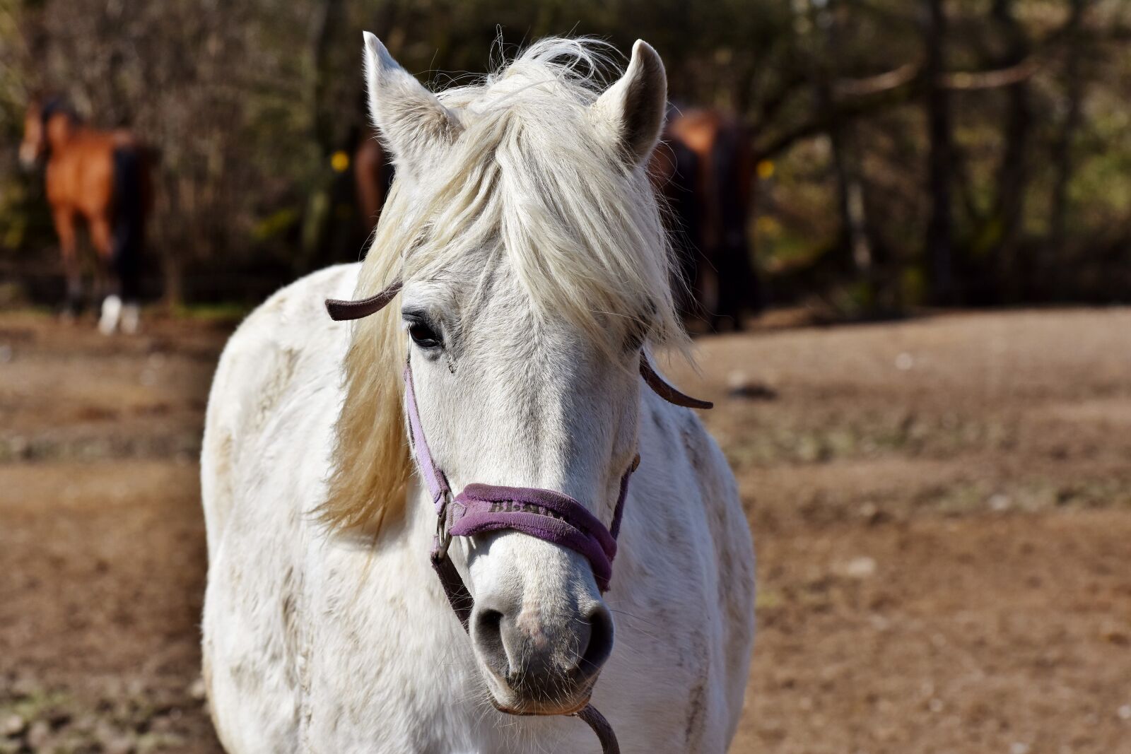 Nikon D7200 sample photo. Horse, stallion, horse head photography