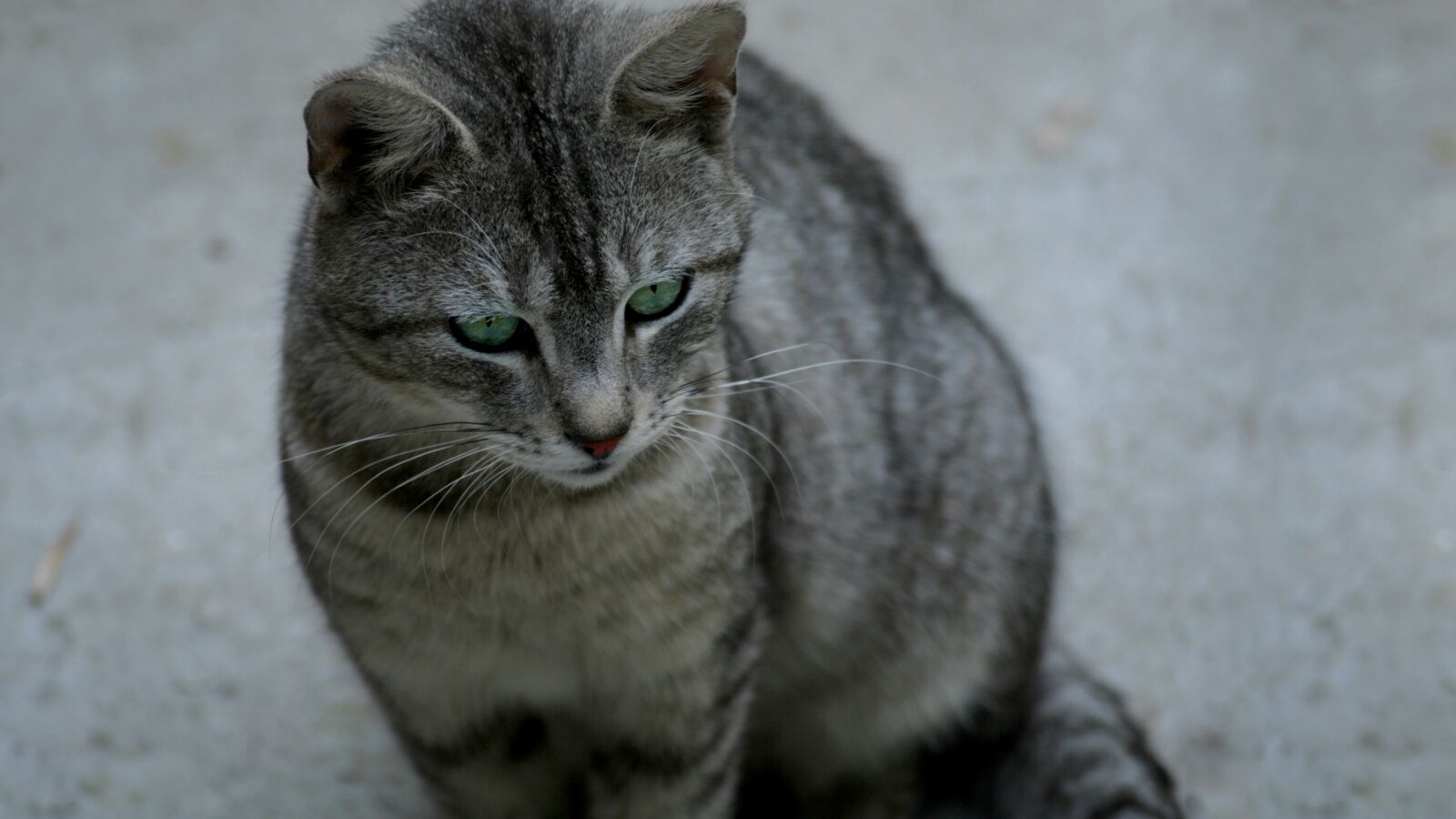 Canon EOS 30D sample photo. Cat, animal, pet photography