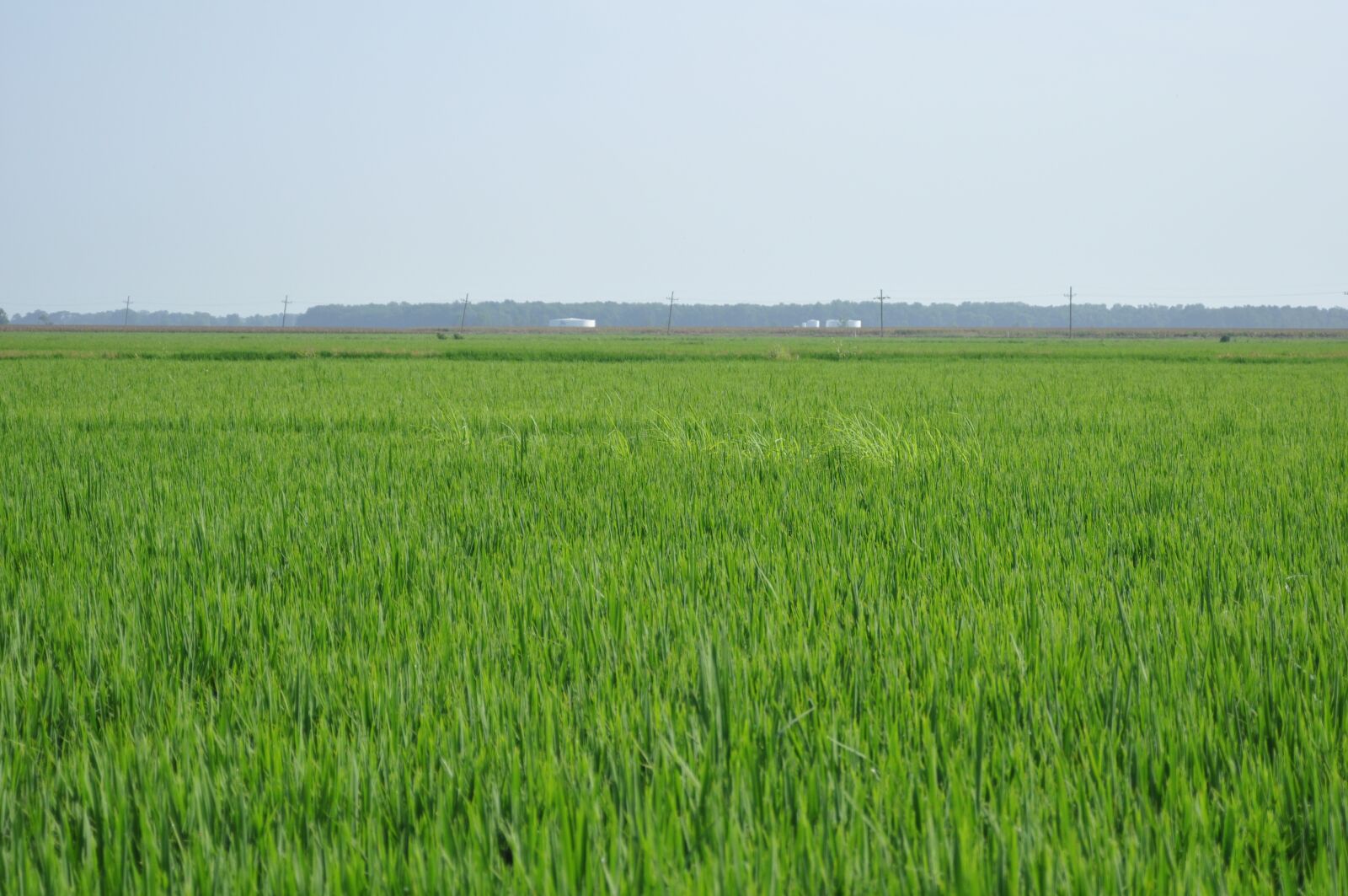 Nikon D90 sample photo. Paddy fields, rice, thailand photography