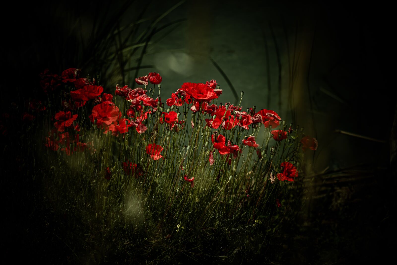 Nikon D7200 sample photo. Poppy, spring, summer photography