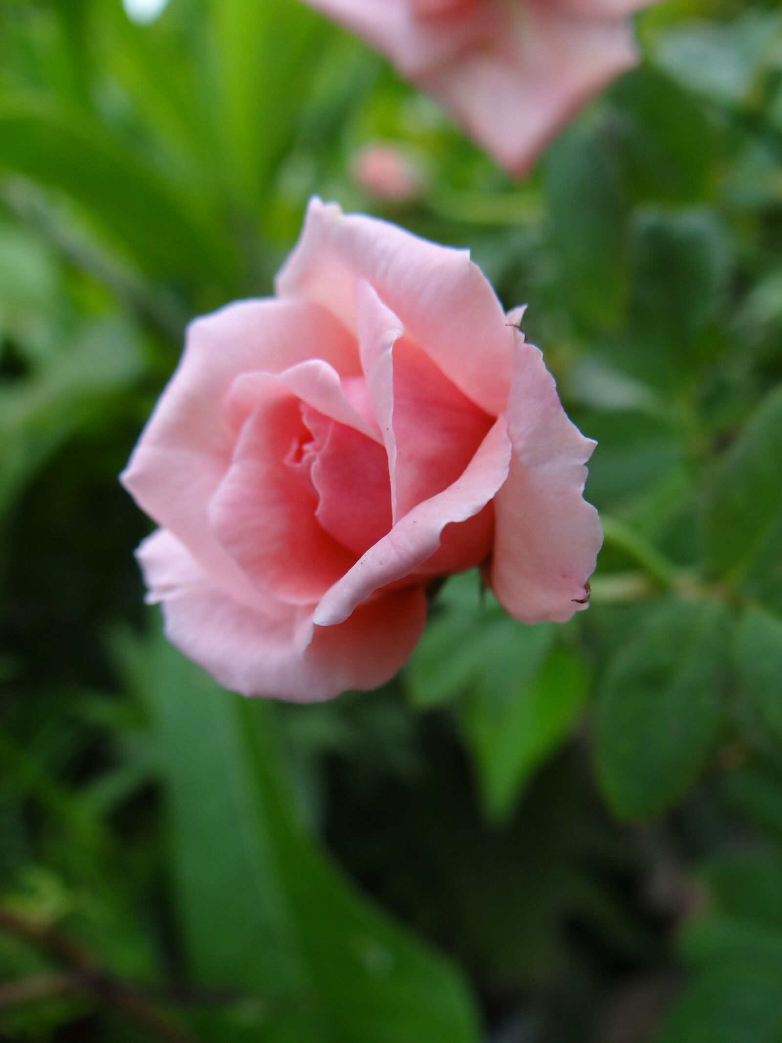 Sony DSC-HX200V sample photo. Pink, rose, flower photography