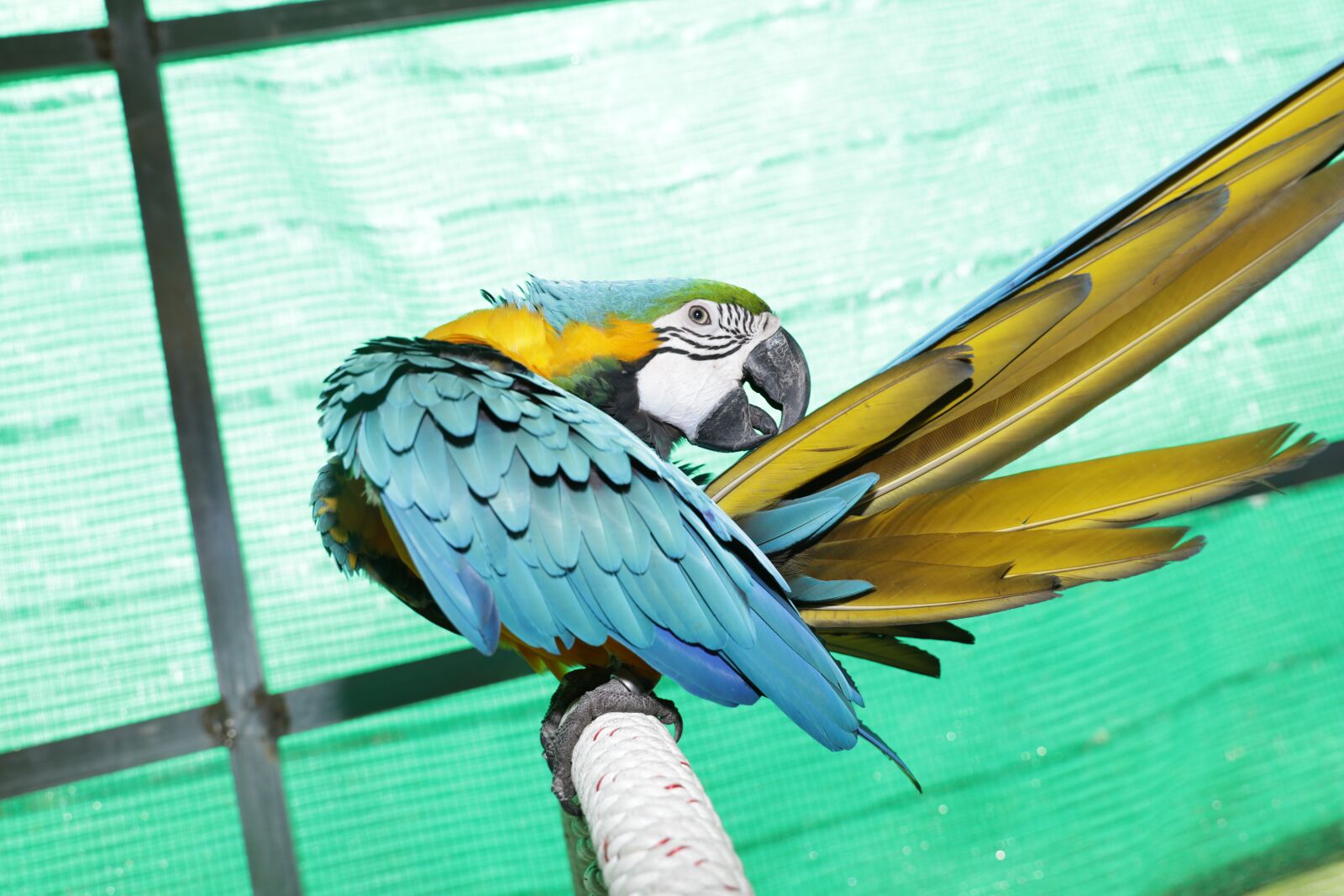 Canon EOS 5DS R + Canon EF 24-70mm F2.8L II USM sample photo. Fur-care parrots, yellow-green parrots photography
