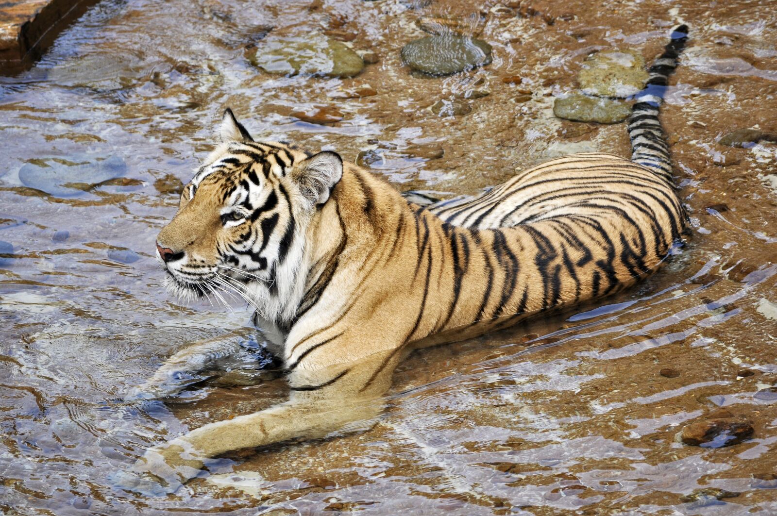 Nikon D5000 sample photo. Tigers, wildcats, animals photography