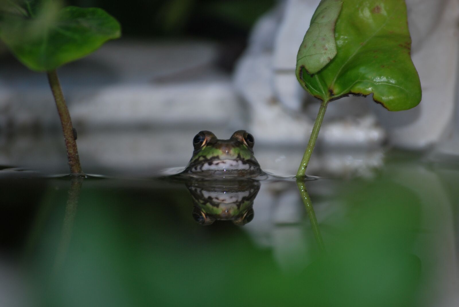Nikon D60 sample photo. Frog, frog in water photography
