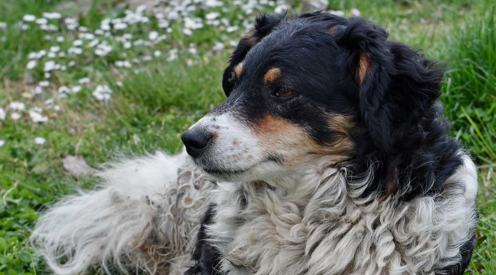 Nikon D5500 sample photo. Pedigree, purebred, sheepdog, sheepskin photography