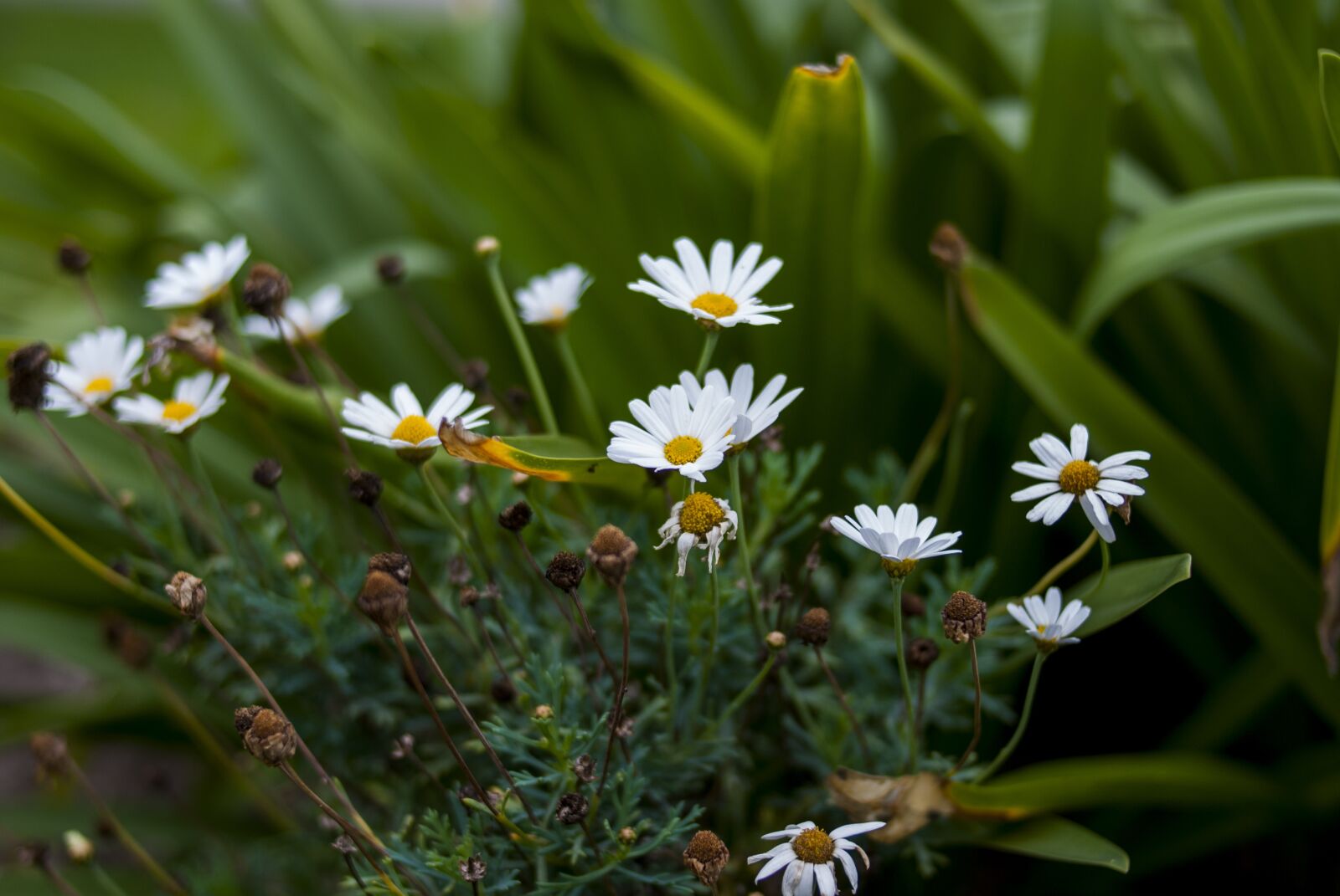 Nikon D60 sample photo. Nature, flower, plant photography