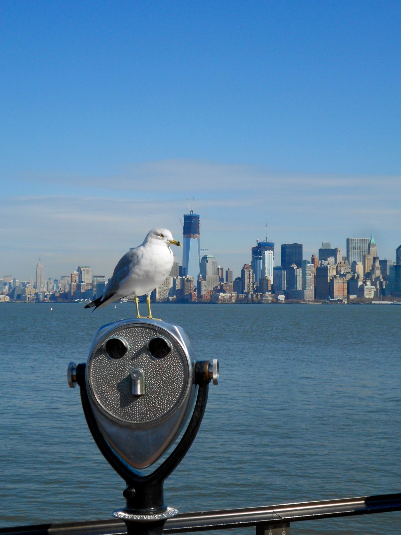 Nikon Coolpix S3100 sample photo. Seagull, manhattan, new york photography