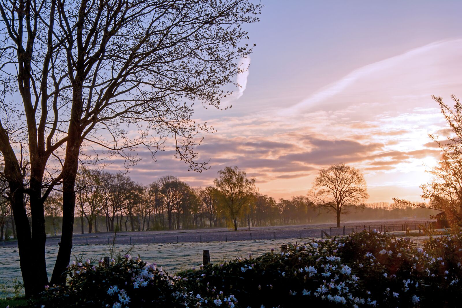 Nikon D5200 sample photo. Tree, field, meadow photography