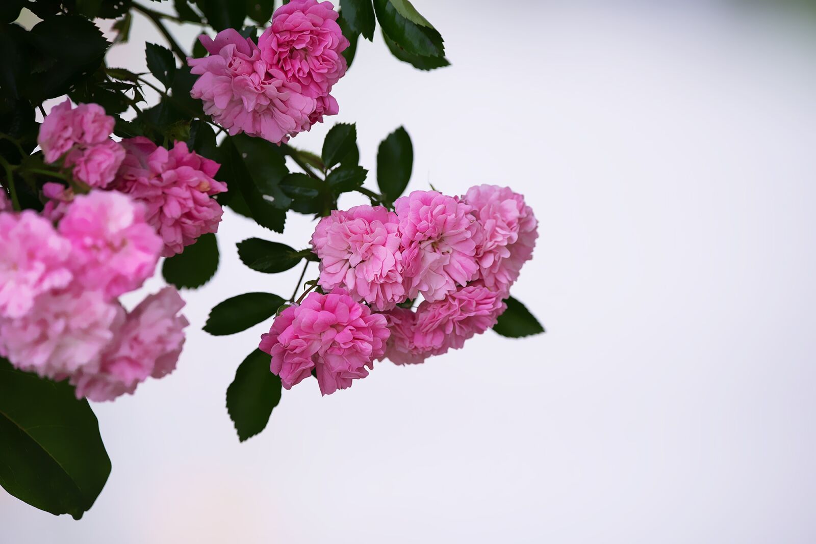 Nikon D750 sample photo. Roses, pink, pink roses photography