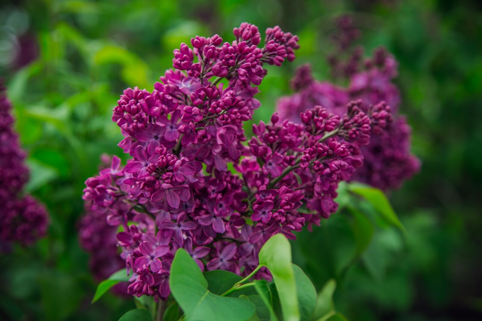 Canon EOS 6D + Canon EF 24-105mm F4L IS USM sample photo. Flower, nature, plant photography