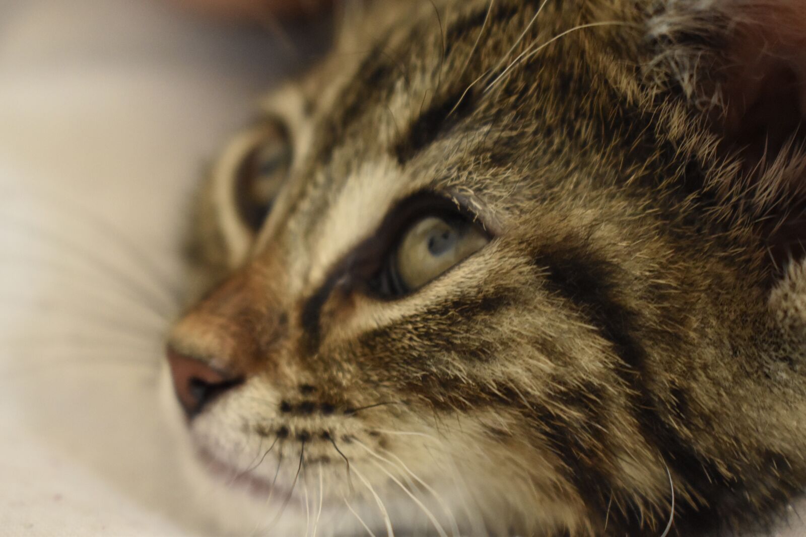 Nikon D3500 sample photo. Cats, miao, animal photography