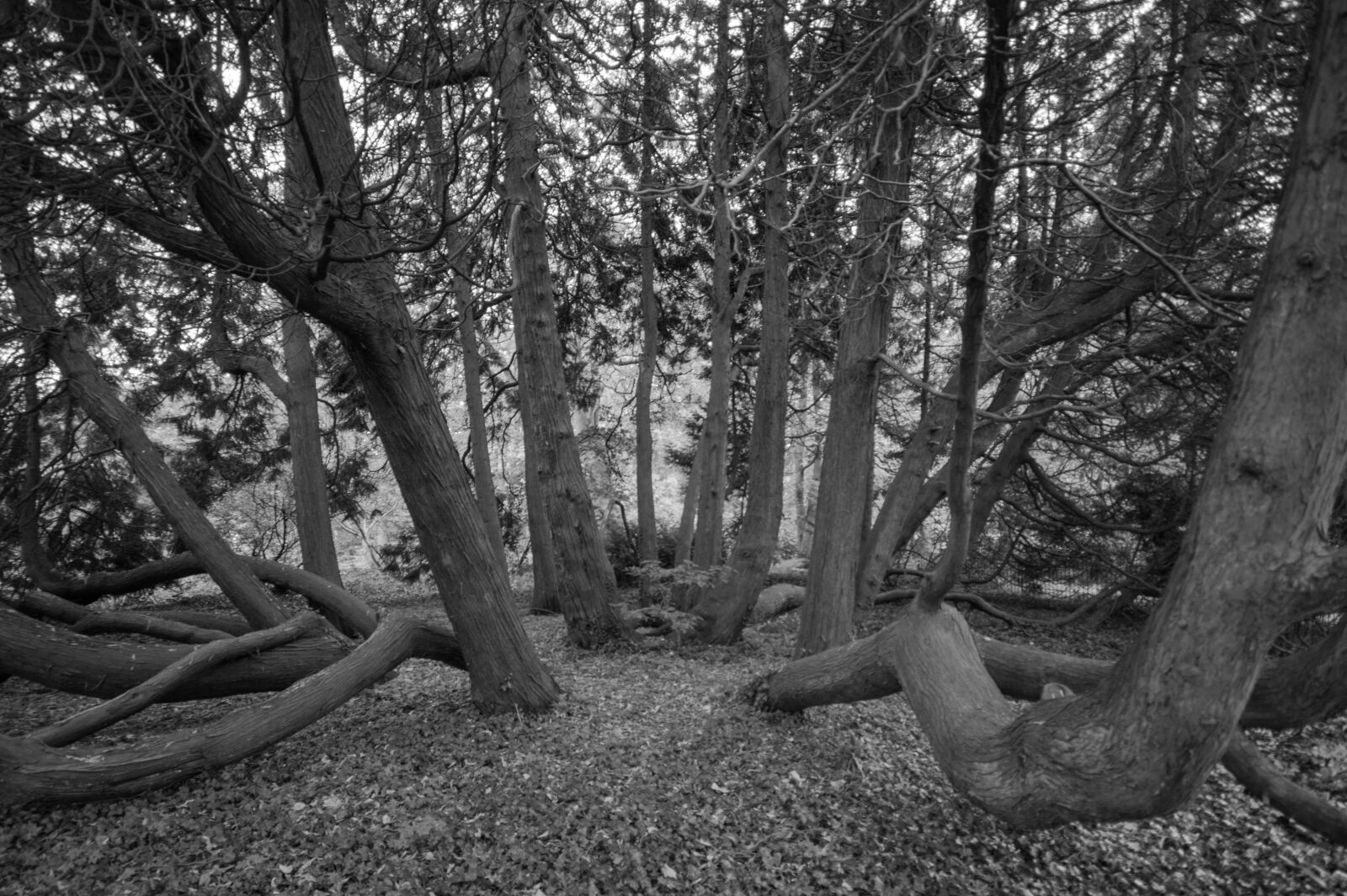 Sony SLT-A58 sample photo. Trees, black and white photography