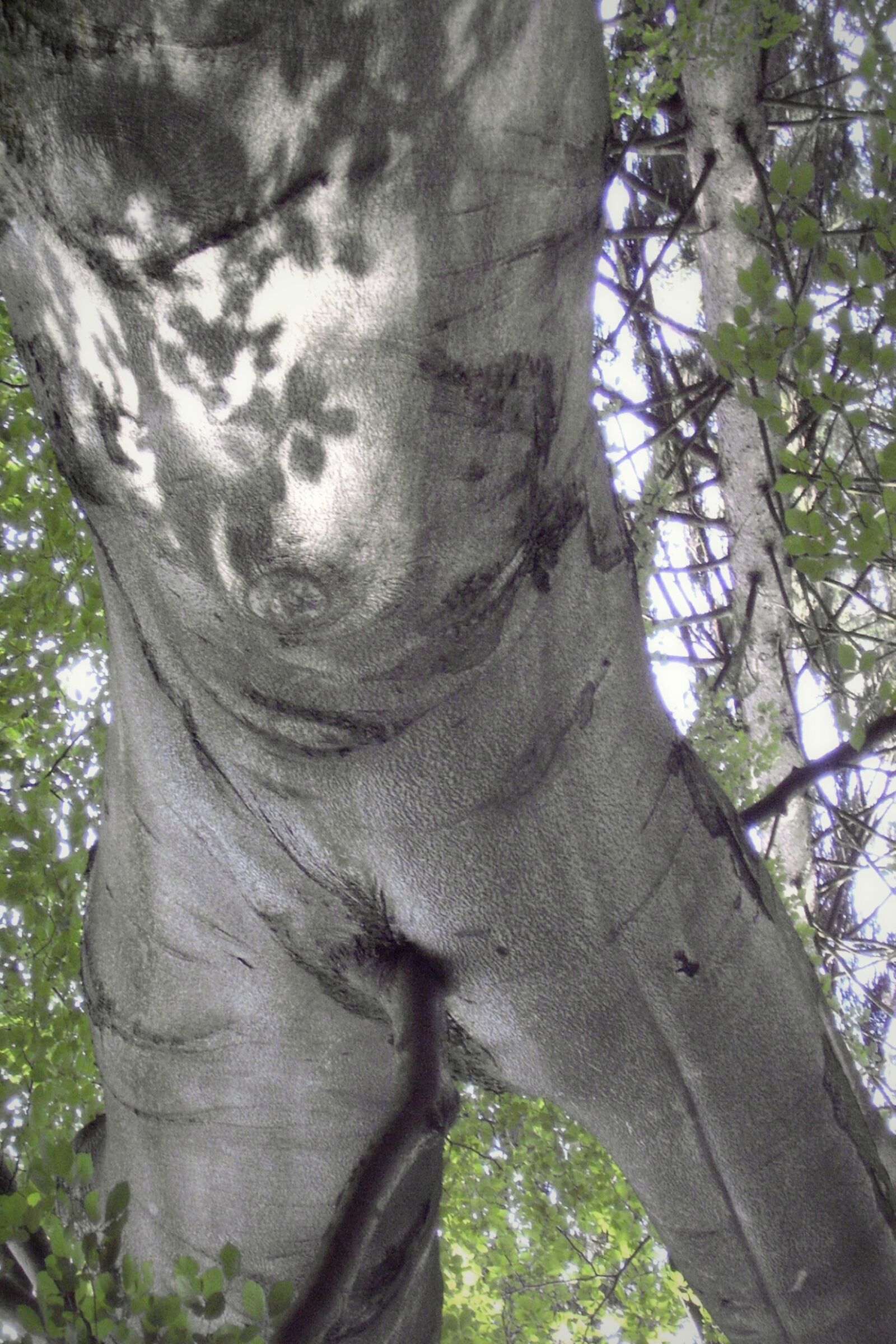 Olympus FE115,X715 sample photo. The tree-man, a tree photography