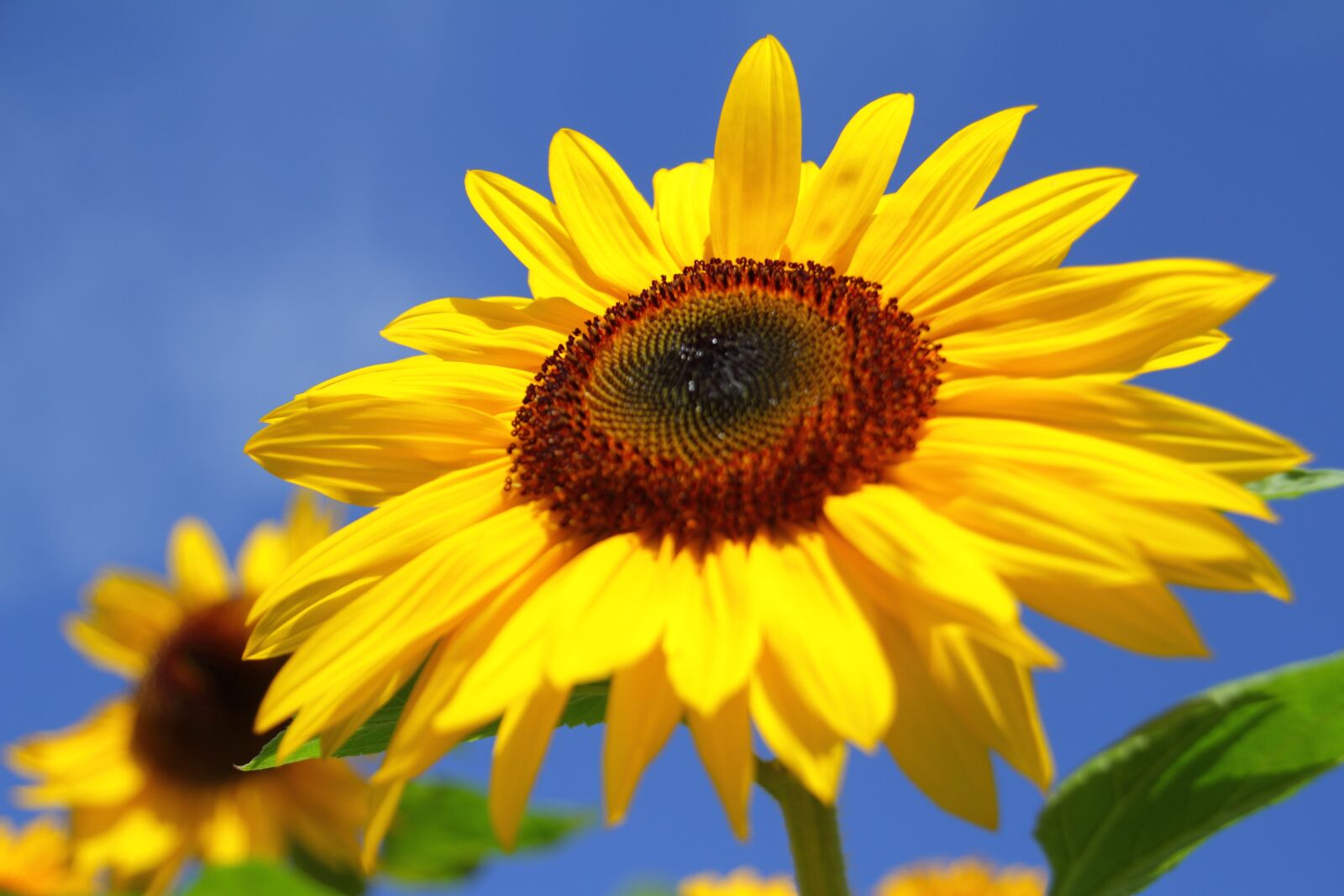 Canon EOS 7D sample photo. Sunflower, summer, flower photography
