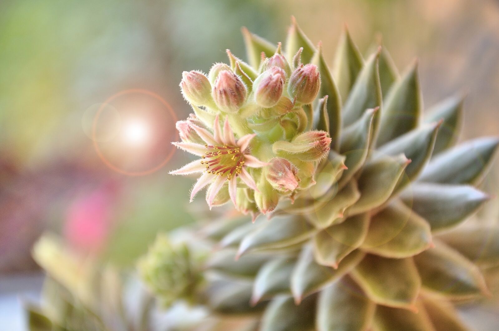 Nikon D90 sample photo. Flower, beauty, color photography