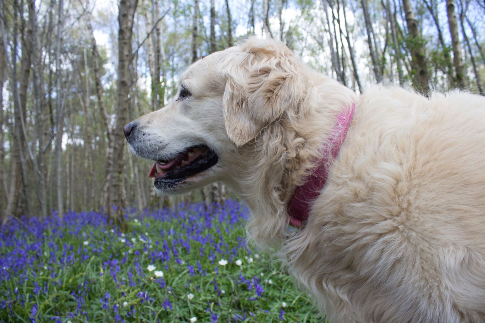 Canon EOS 600D (Rebel EOS T3i / EOS Kiss X5) sample photo. Bluebells, woods, english photography
