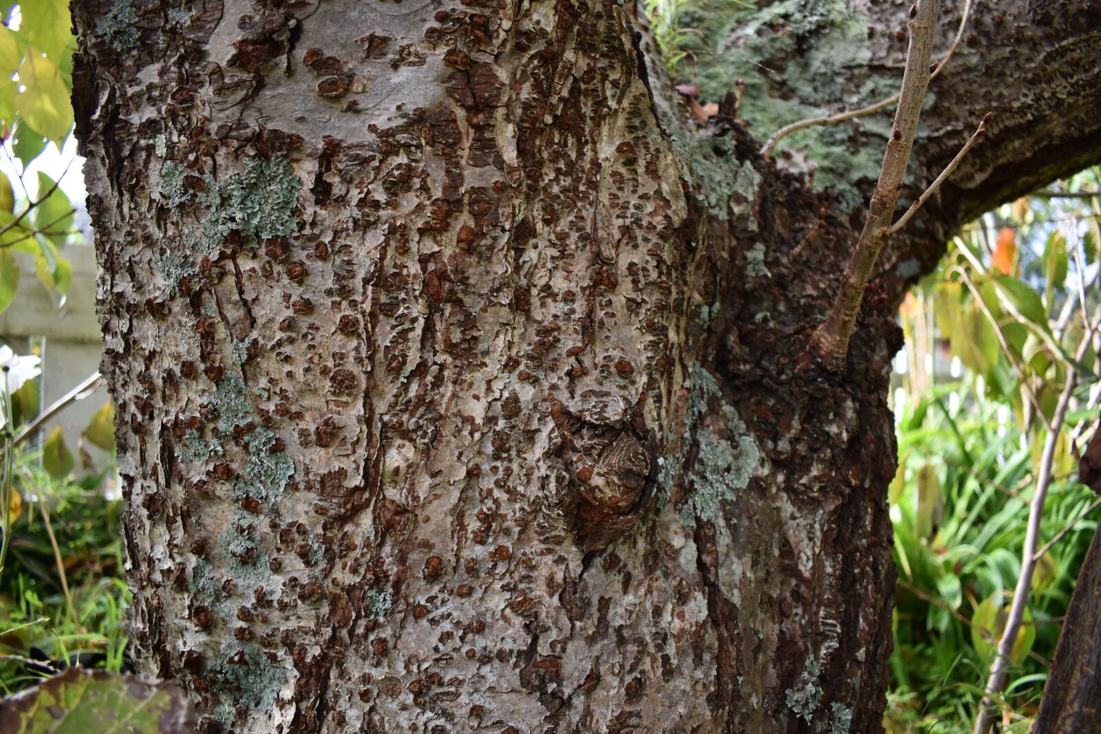 Nikon D3400 sample photo. Bark, tree, nature photography
