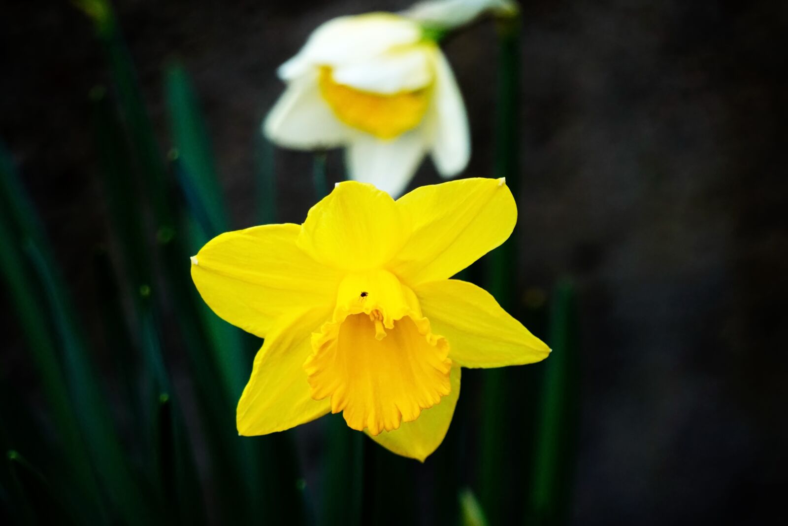 Sony E 55-210mm F4.5-6.3 OSS sample photo. Plant, flower, botany photography