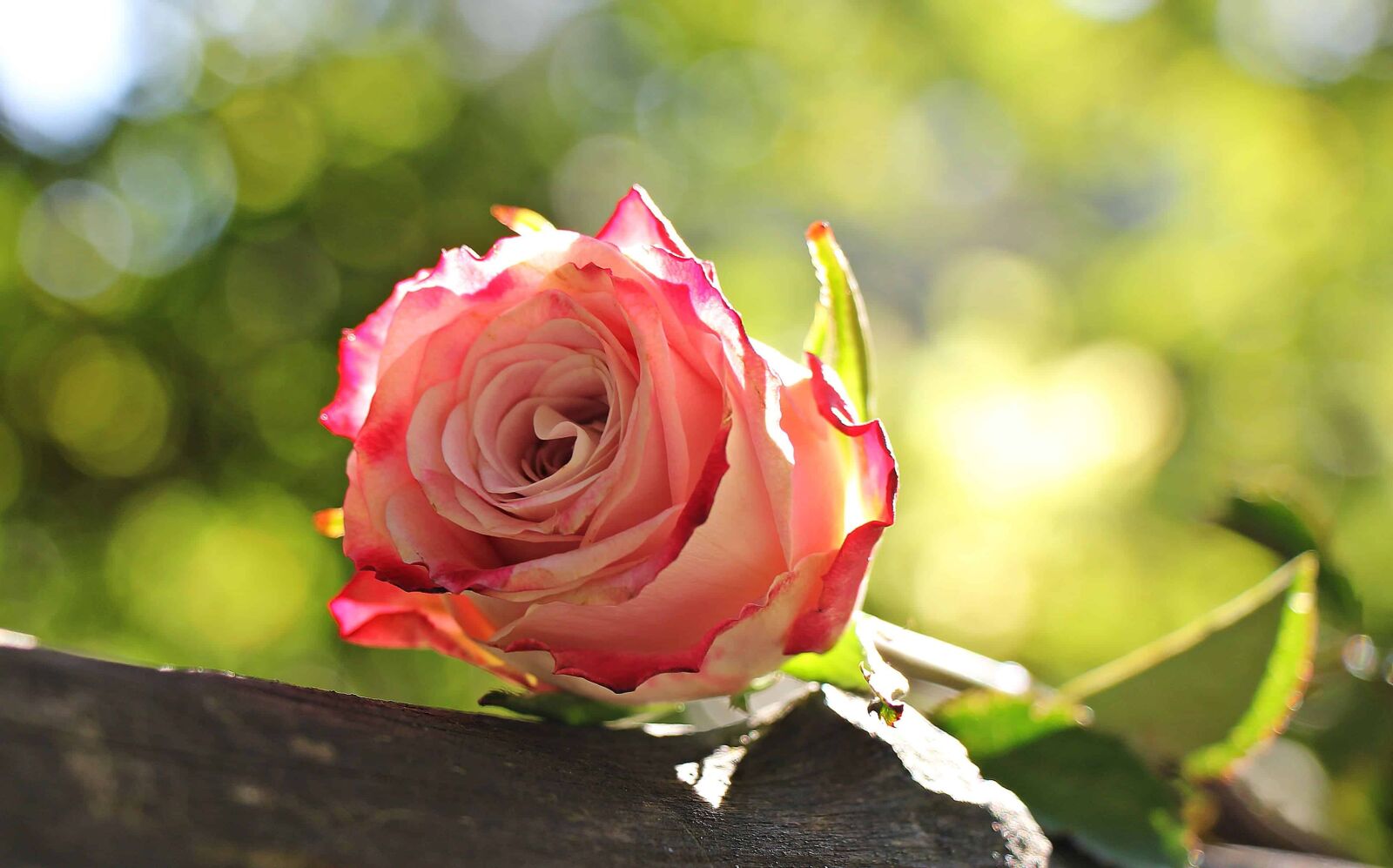 Canon EOS 550D (EOS Rebel T2i / EOS Kiss X4) sample photo. Flower, nature, rose, leaf photography