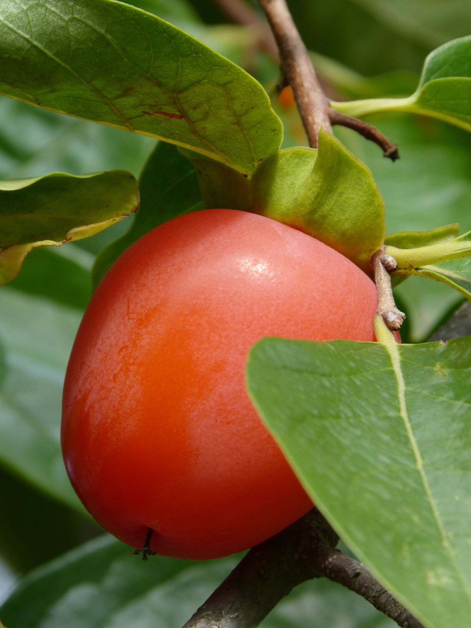 Panasonic DMC-FZ62 sample photo. Rosewood, khaki, fruit photography