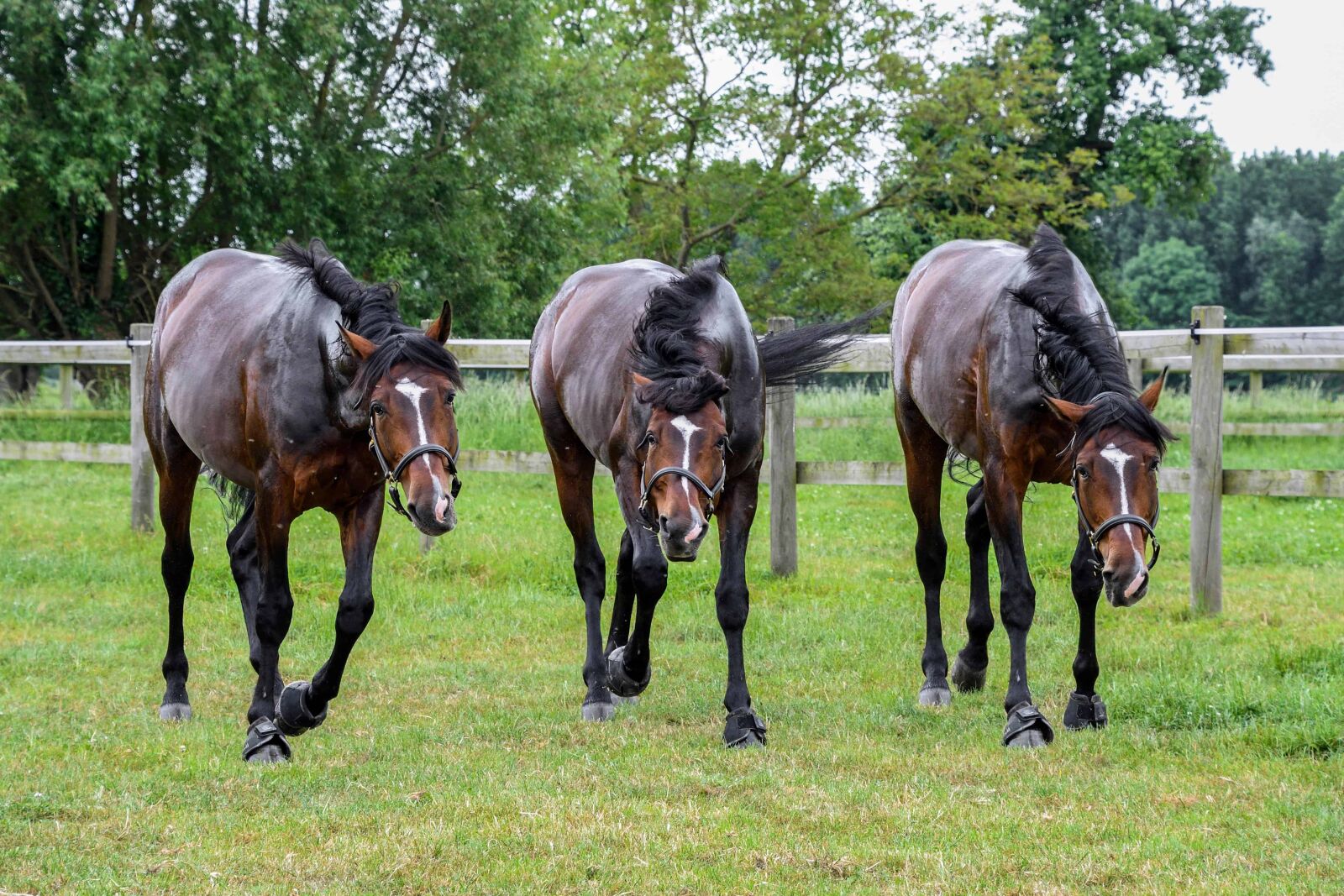 Nikon D500 sample photo. Horse, mare, stallion, cavalry photography