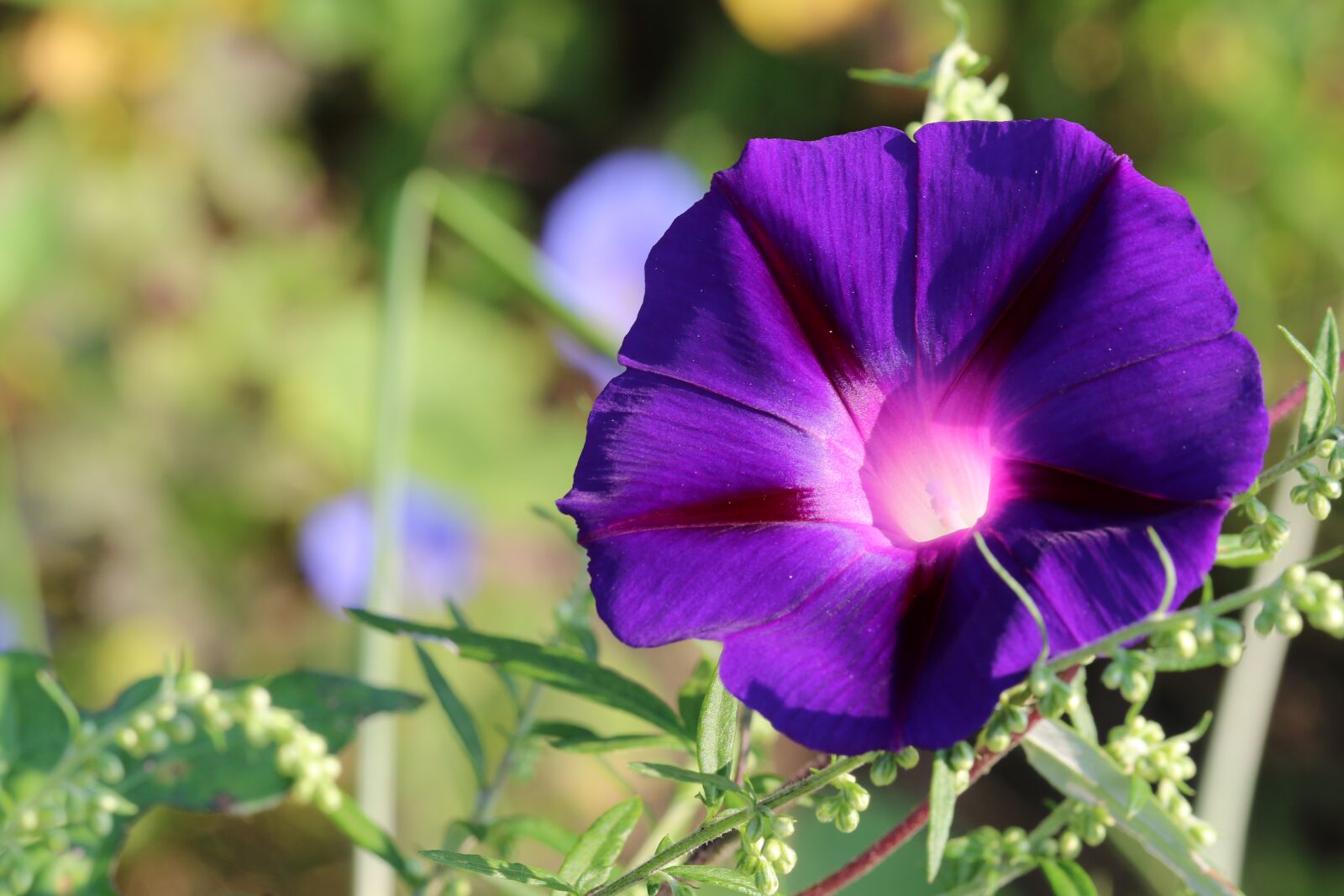 Canon EOS 7D Mark II sample photo. Morning glory, flowers, purple photography