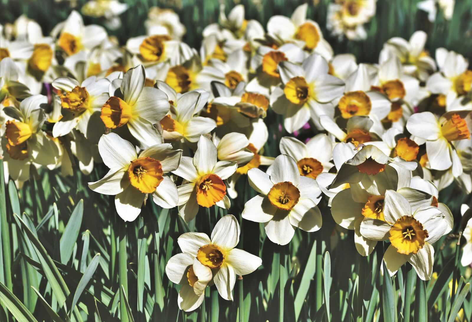 Nikon D7200 sample photo. Narcissus, blossom, bloom photography