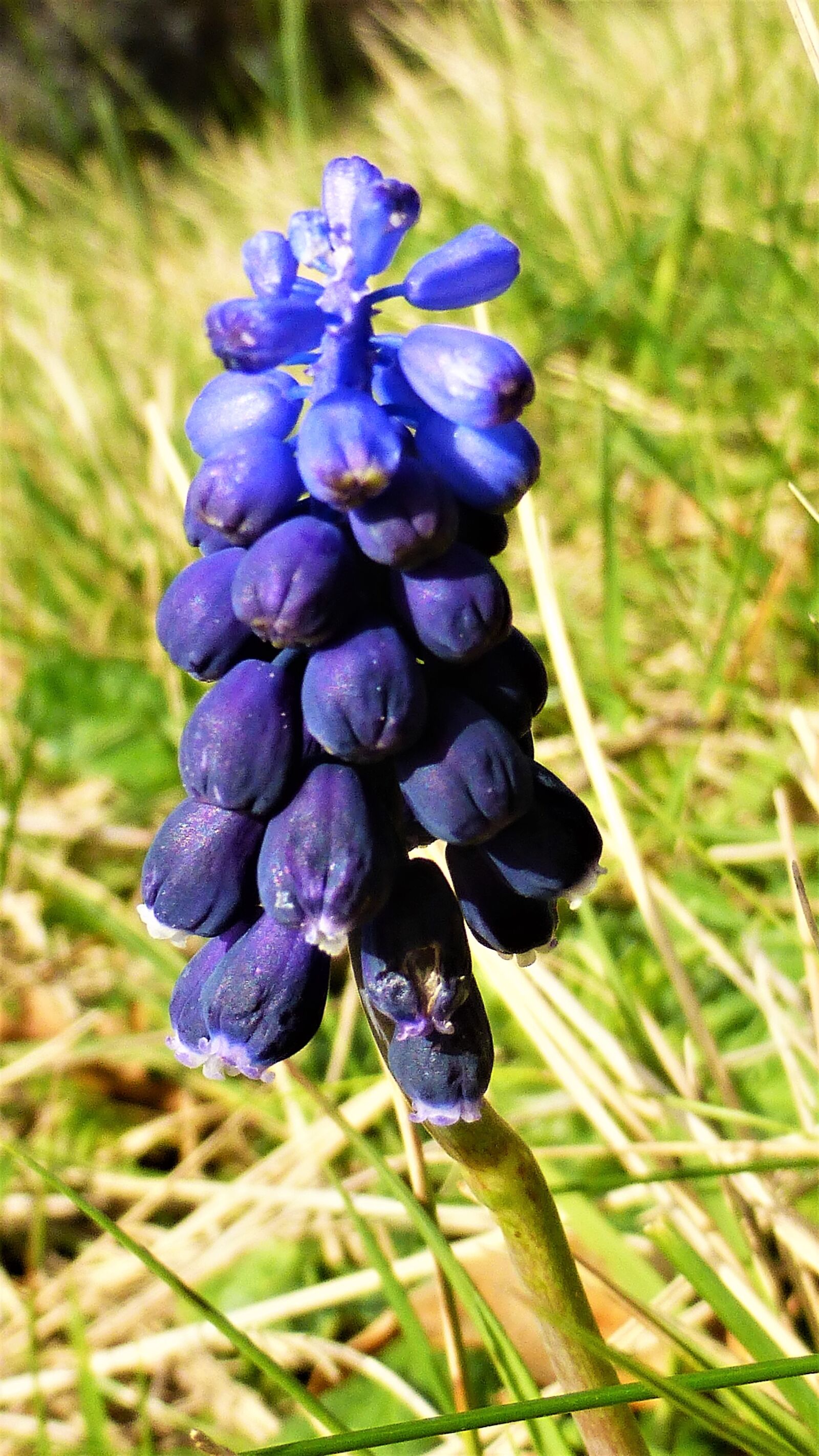 Panasonic Lumix DMC-ZS25 (Lumix DMC-TZ35) sample photo. Nature, plant, summer photography