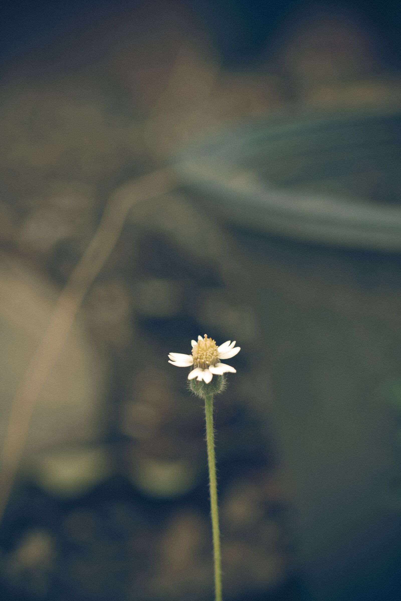 Canon EOS 700D (EOS Rebel T5i / EOS Kiss X7i) + Canon EF 50mm F1.8 STM sample photo. Thailand, flower, flowers photography