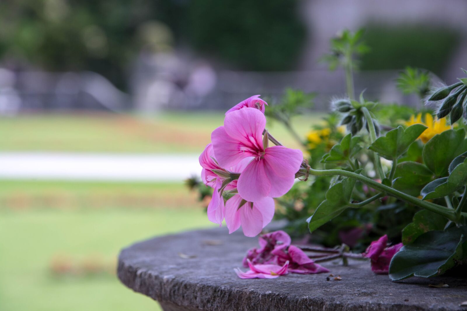 Nikon D5200 sample photo. Flower, plant, park photography