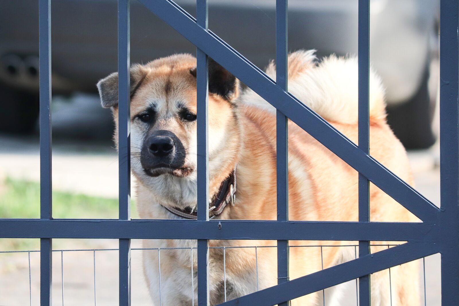 Canon EOS 200D (EOS Rebel SL2 / EOS Kiss X9) sample photo. Akita, dog, akita inu photography