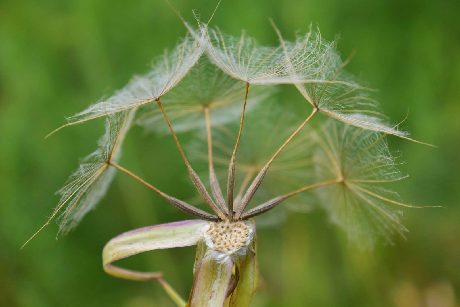 Nikon D3300 sample photo. Flora, green grass, nature photography
