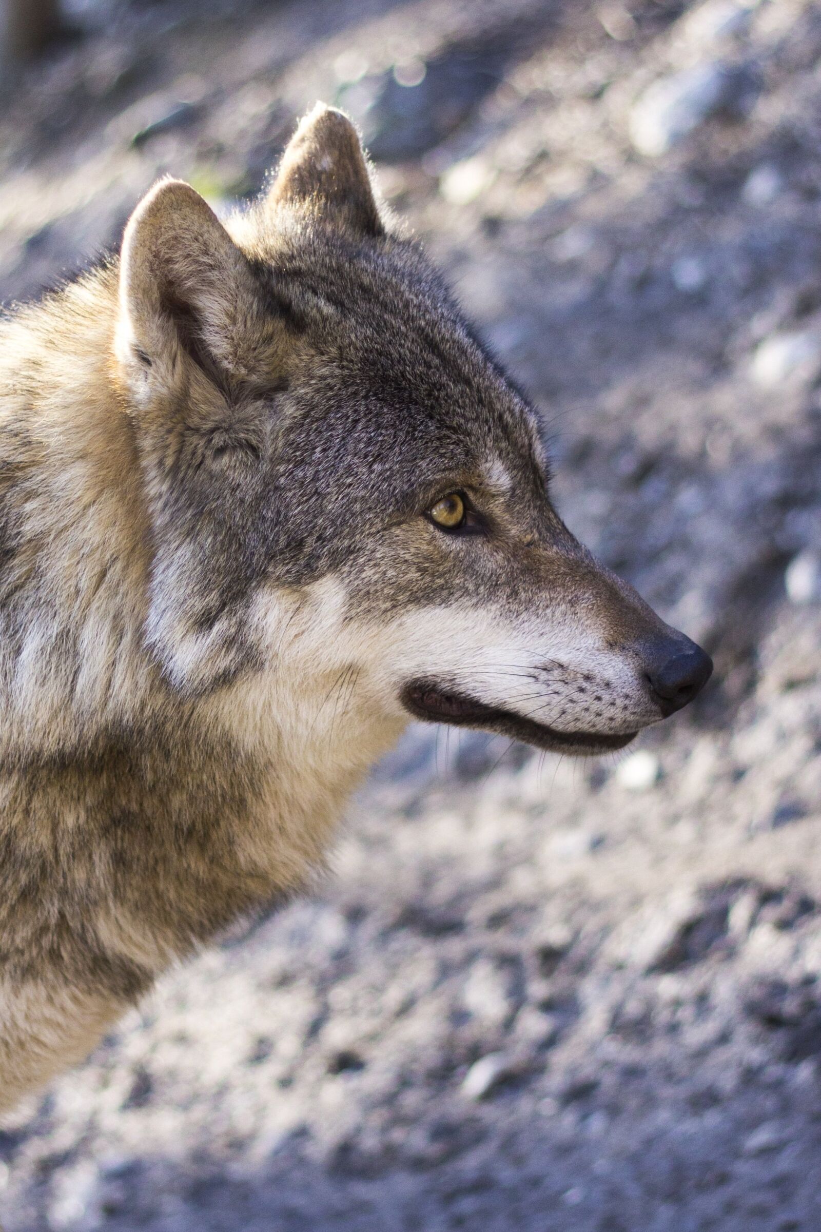 Canon EOS 60D + Canon EF 50mm F1.8 II sample photo. Wolf, canis lupus, predator photography