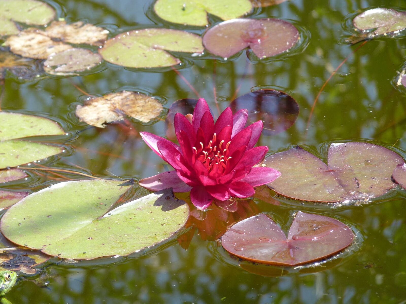 Panasonic Lumix DMC-FZ35 (Lumix DMC-FZ38) sample photo. Water lily, pink, aquatic photography