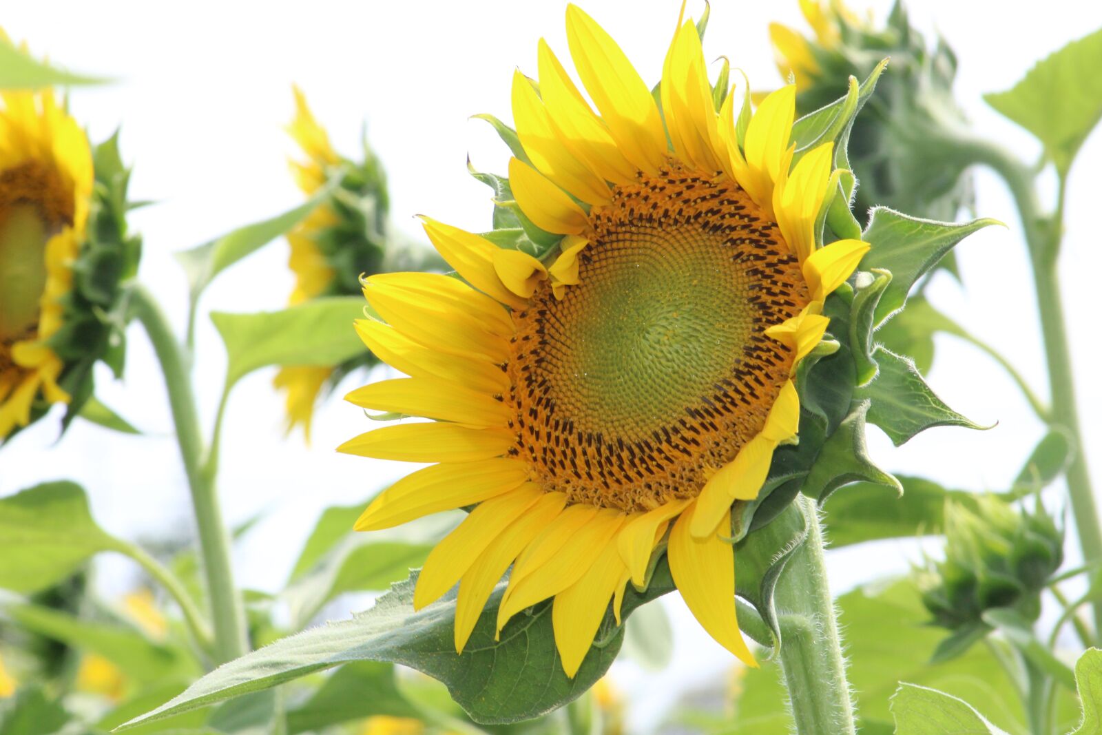 Canon EOS 1300D (EOS Rebel T6 / EOS Kiss X80) sample photo. Sunflower, yellow, flower photography