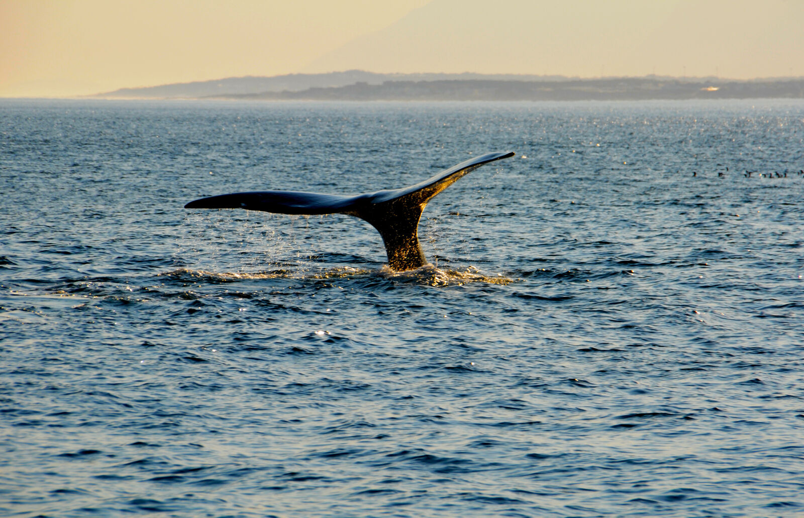 Sigma 18-250mm F3.5-6.3 DC OS HSM sample photo. Nature, ocean, whale photography