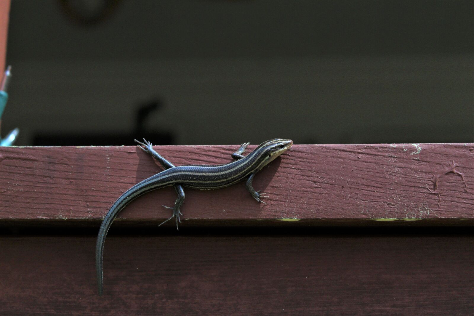 Canon EOS 1300D (EOS Rebel T6 / EOS Kiss X80) sample photo. Skink, nature, reptile photography
