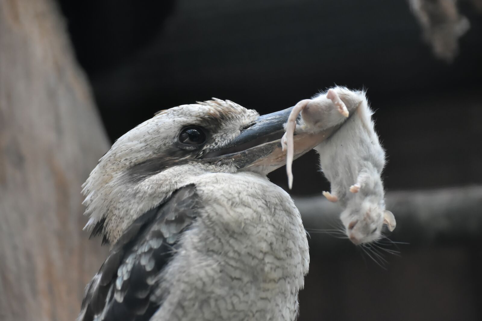 Nikon D7200 sample photo. Lachender hans, kookaburra, jaegerliest photography
