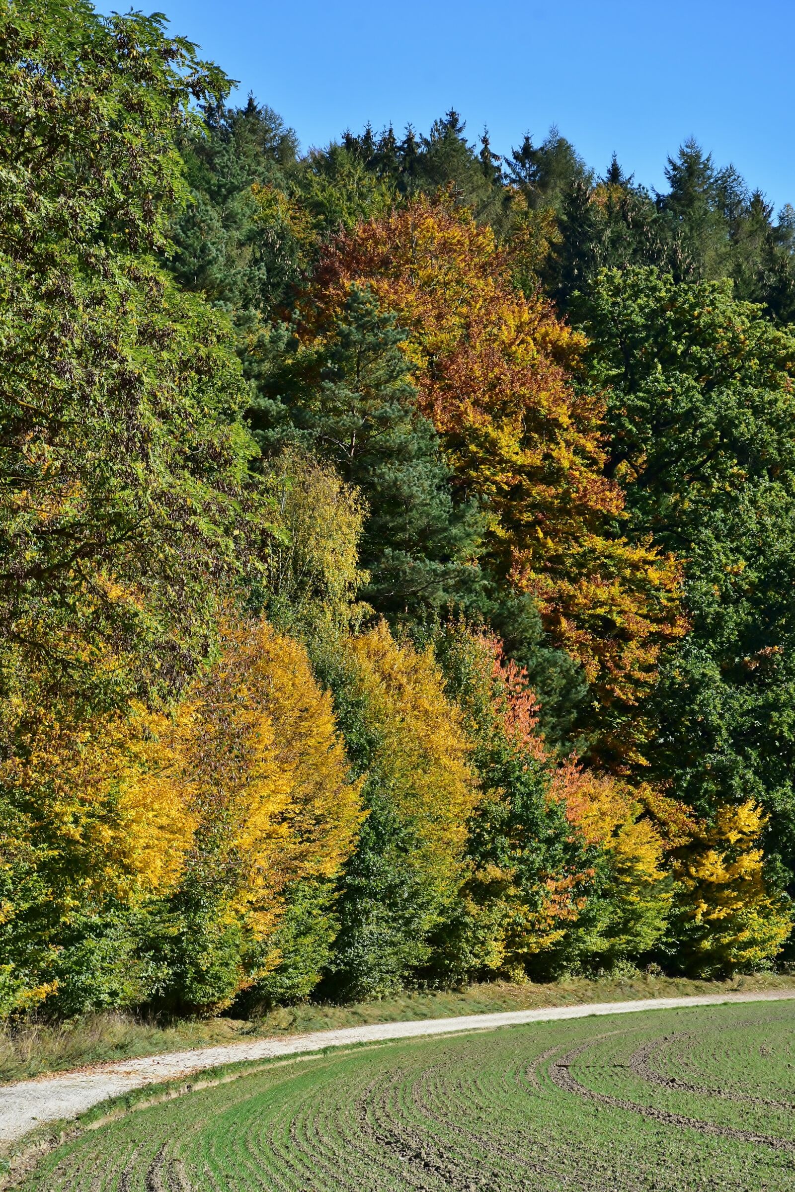 Nikon D7200 sample photo. Leaves, deciduous tree, autumn photography