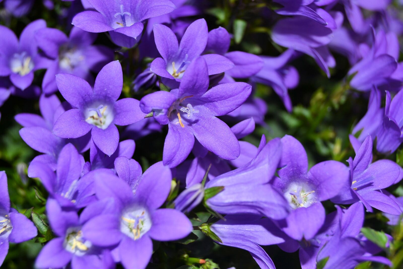 Nikon D3100 sample photo. Flower, blossom, bloom photography