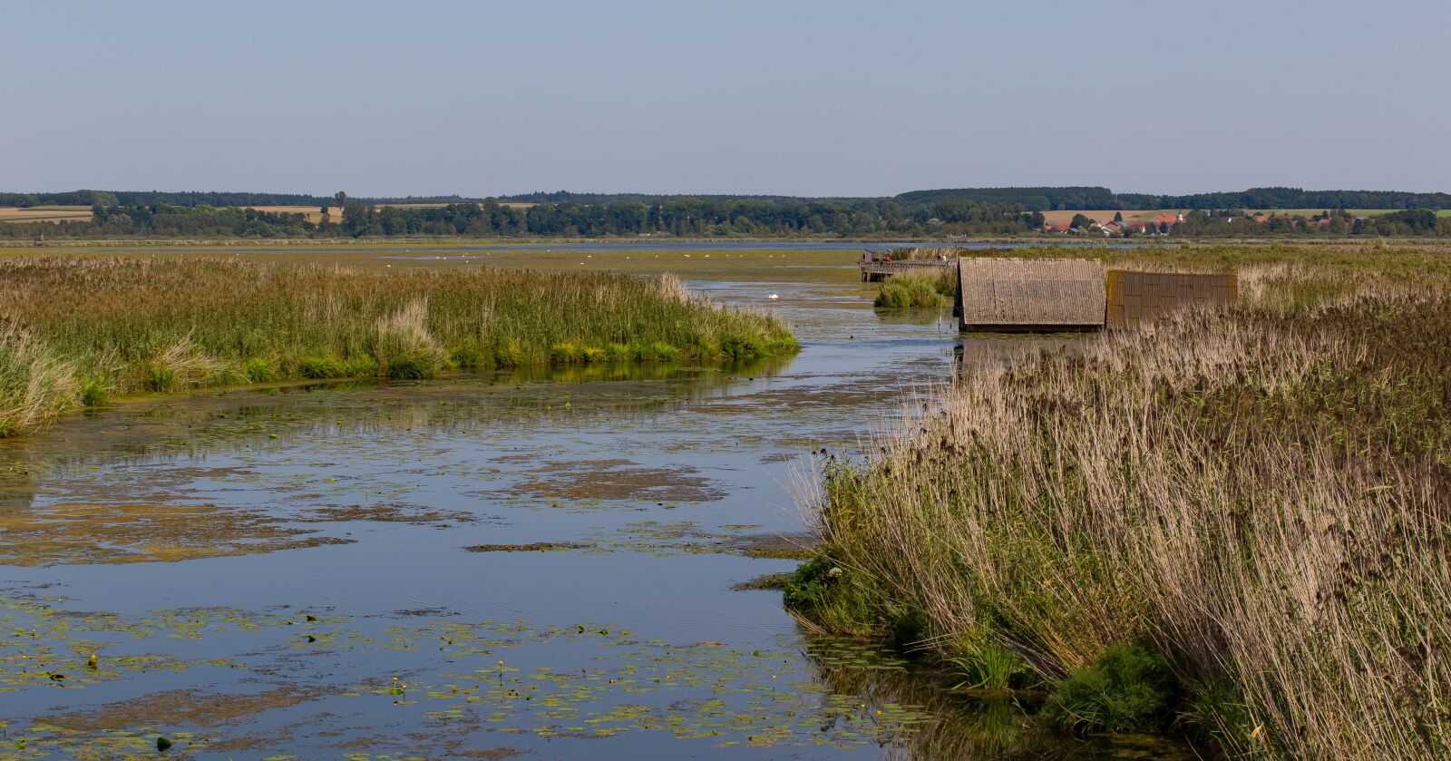 Canon EOS 7D Mark II sample photo. Reed, riedsee, spring lake photography