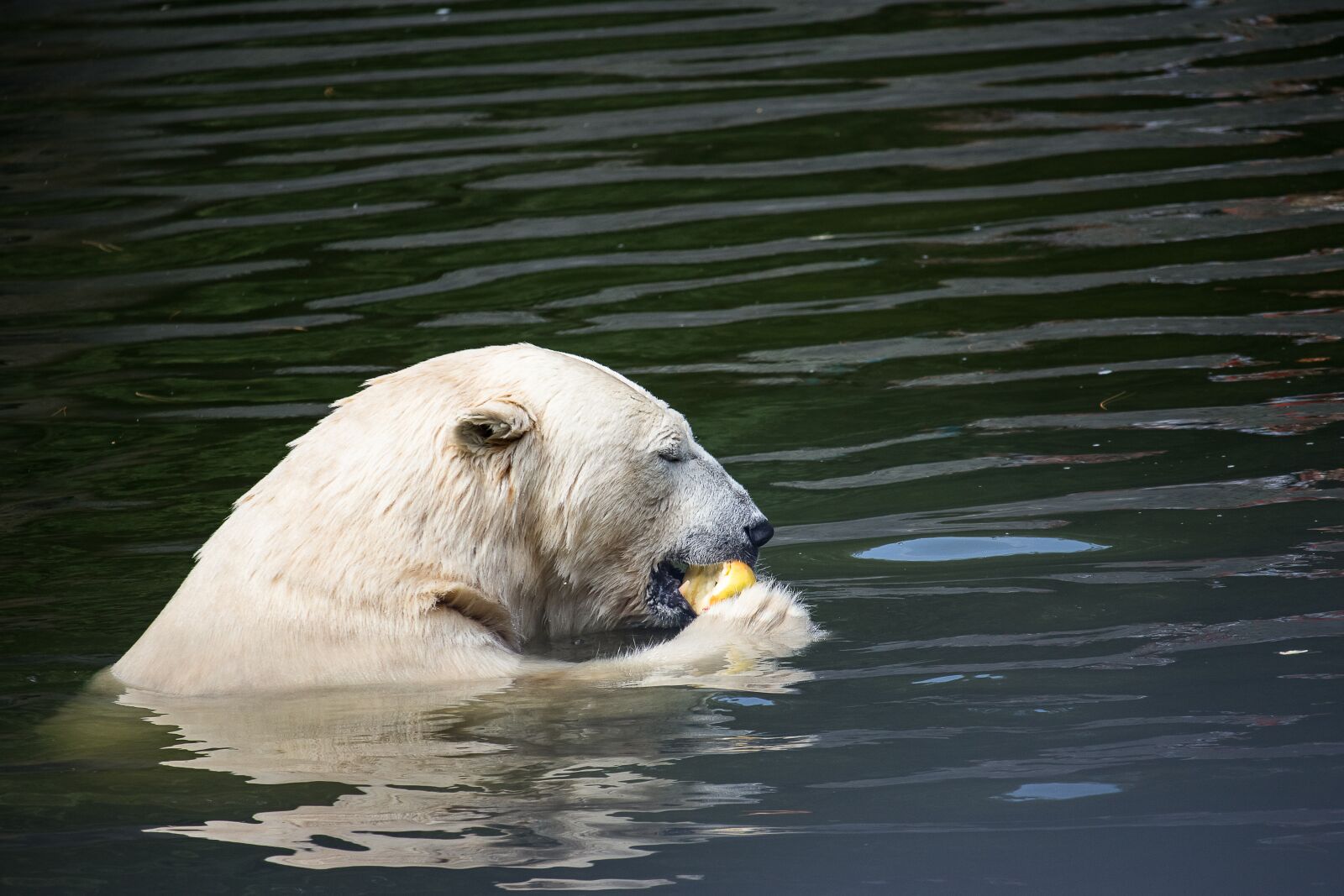 Canon EF-S 55-250mm F4-5.6 IS STM sample photo. Polar bear, predator, animal photography