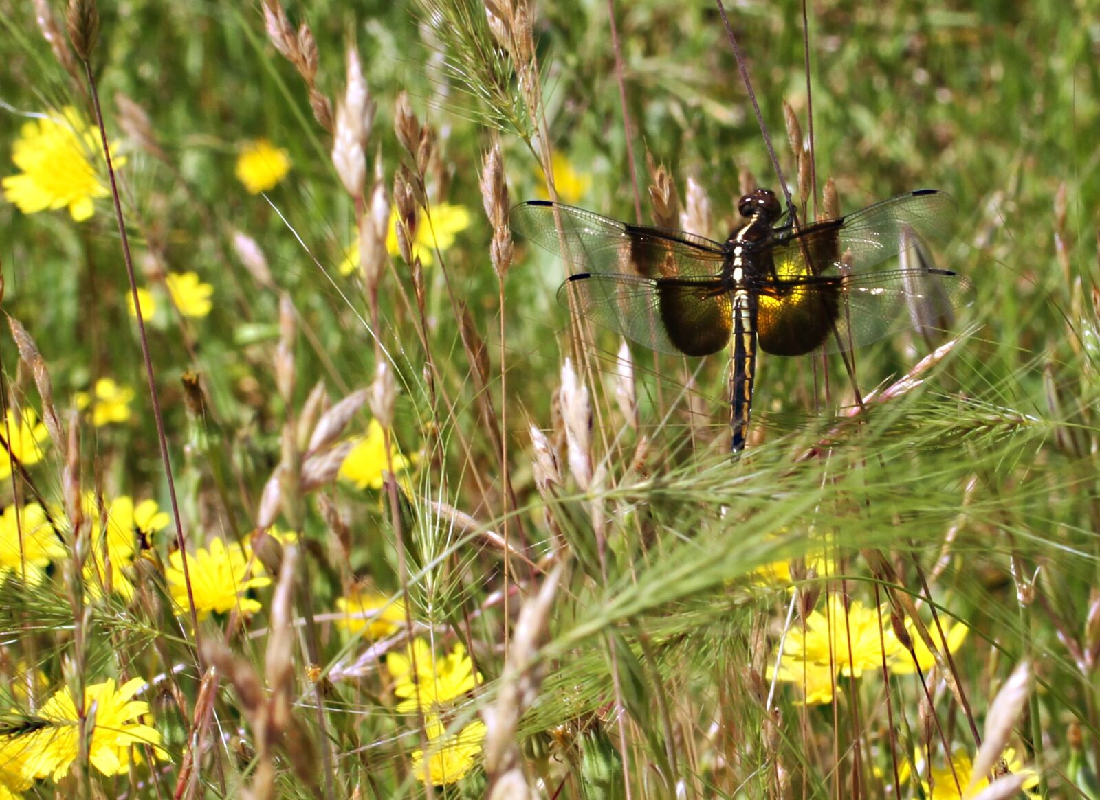 Canon EOS 7D sample photo. Widow skimmer, young male photography