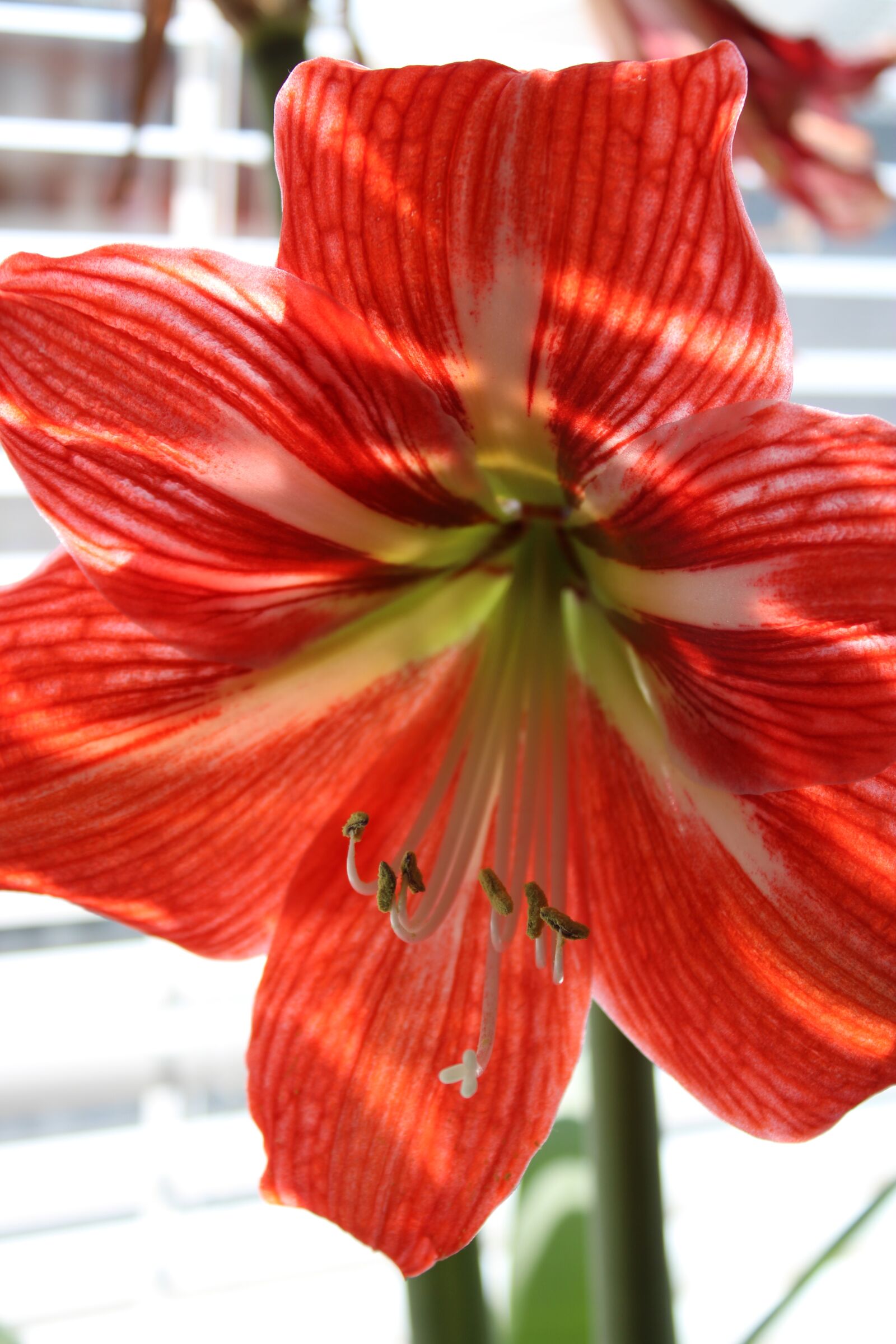 Canon EOS 2000D (EOS Rebel T7 / EOS Kiss X90 / EOS 1500D) sample photo. Flower, flora, red photography