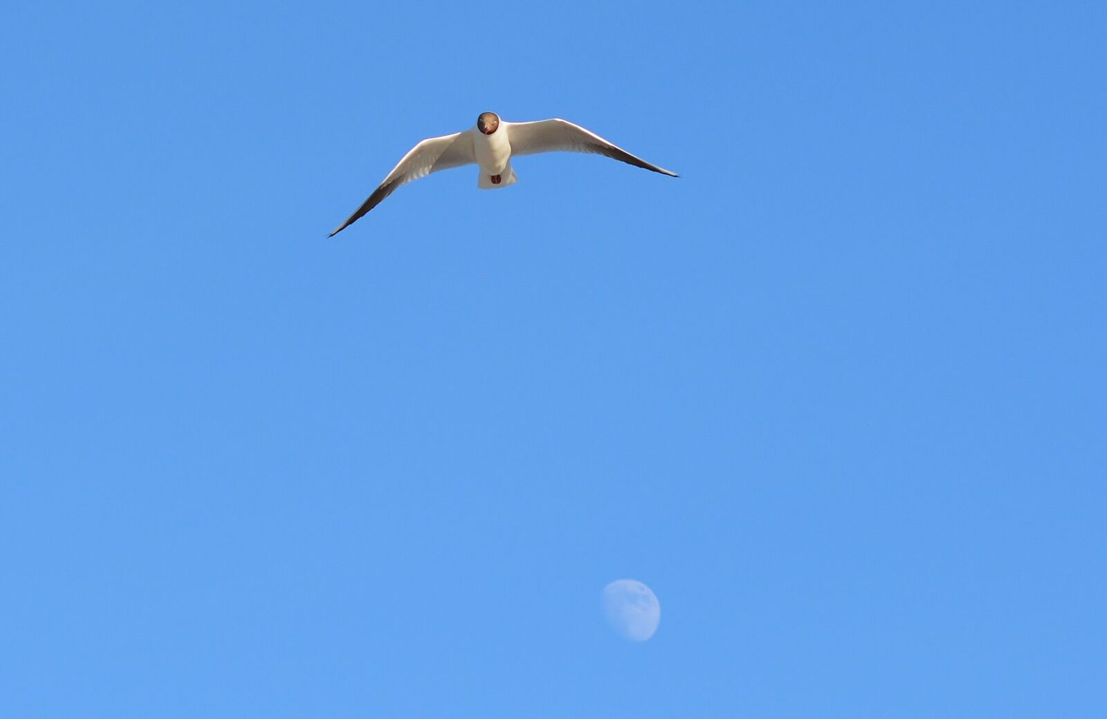 Nikon D5200 sample photo. Sky, bird, nature photography