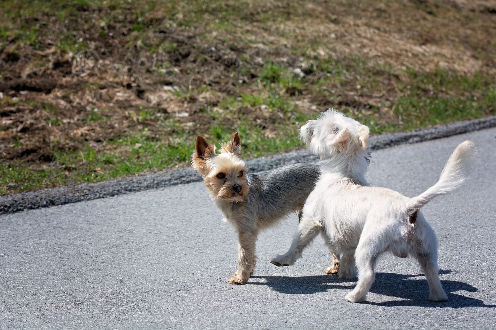 Nikon D7100 sample photo. Dogs, encounter, get to photography