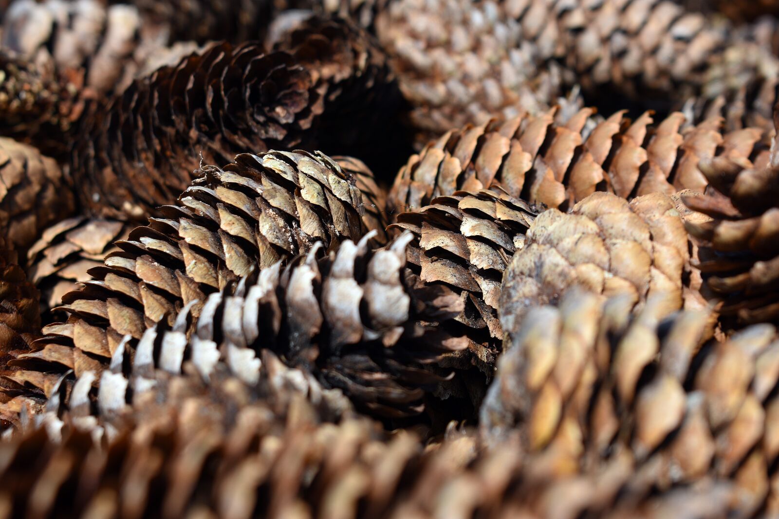Nikon D3400 sample photo. Pine cone, cones, pine photography
