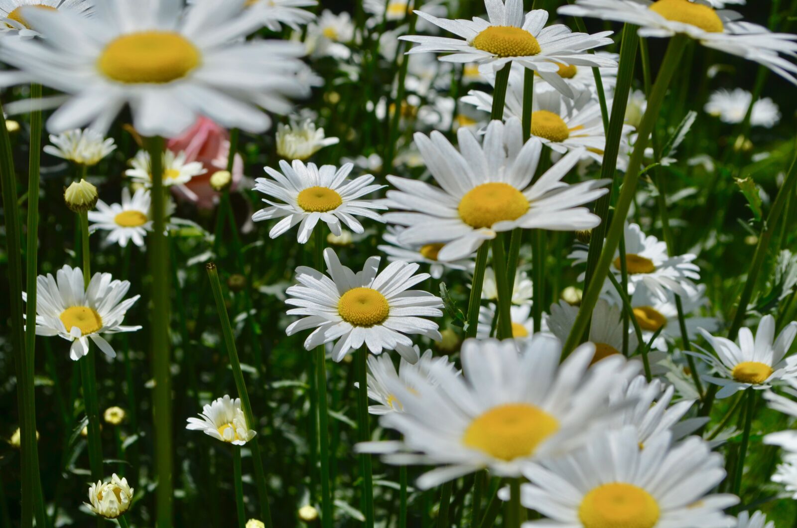 Nikon D5100 sample photo. Flowers, garden, nature photography