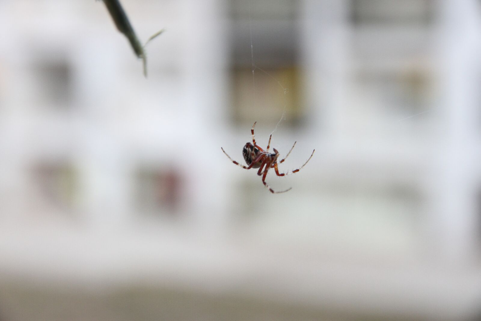 Canon EOS 7D sample photo. Spider, arachnids, predator photography