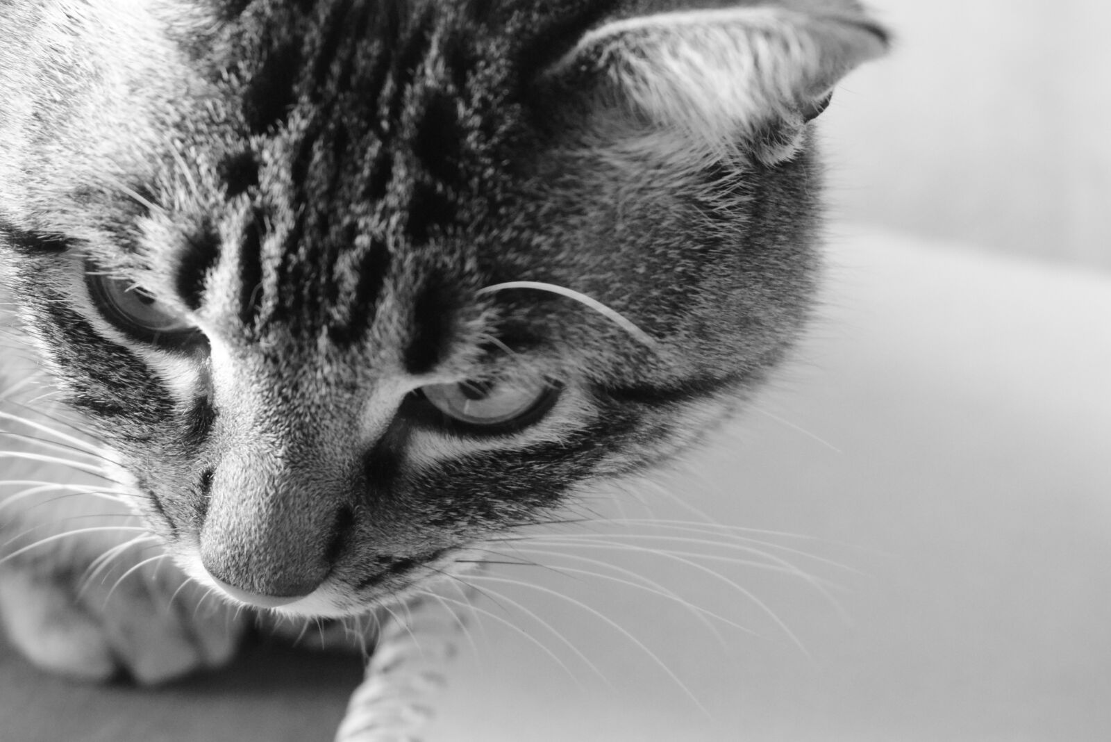 Nikon D5300 sample photo. Cat, pet, feline photography